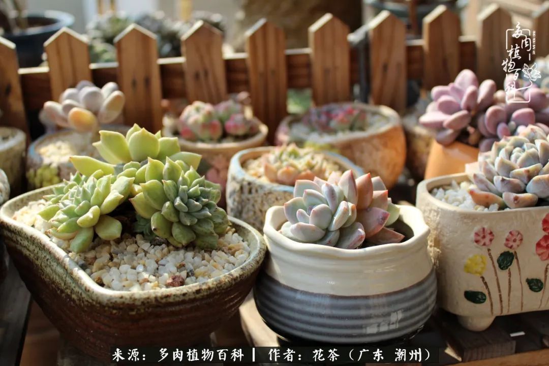 放松心情,静享愉悦,阳光下的多肉是最美的!