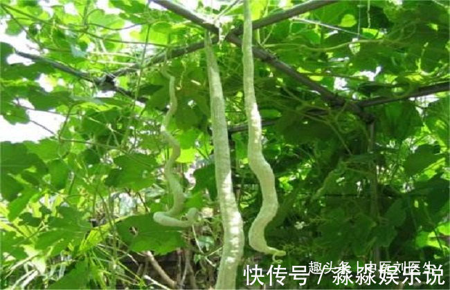 蛇瓜|人到中年想长寿,常吃三种食物,降压减脂,增强体质,好处多多