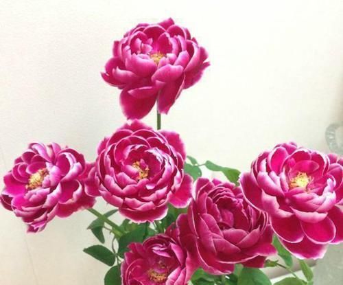  花色|最“妖艳”的月季，花色珍稀，勤花丰花，香味持久，让人无法拒绝