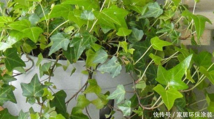 3种花养了就爆盆,好养又便宜,家里空气好,比净化器管用