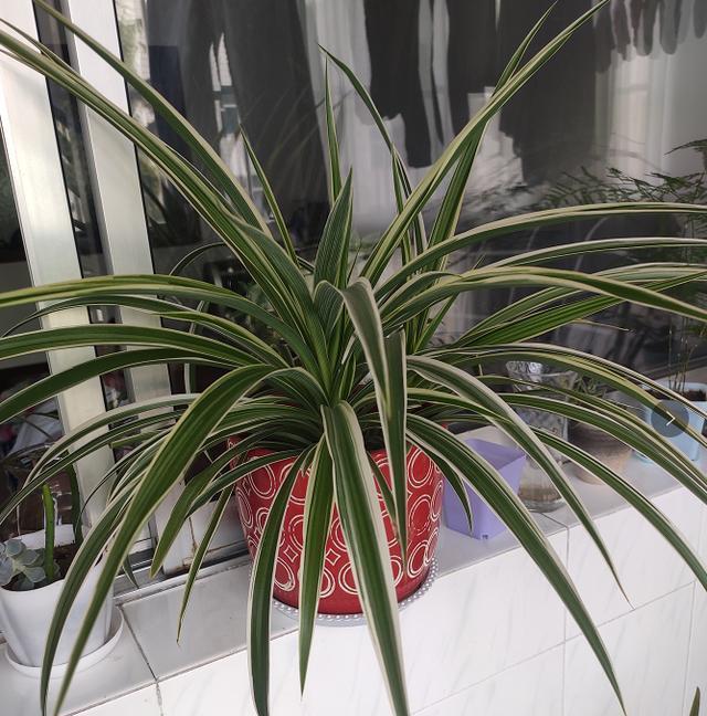 还在花钱买花遇上“6种花”掐根枝回来,插到土里就活,很简单