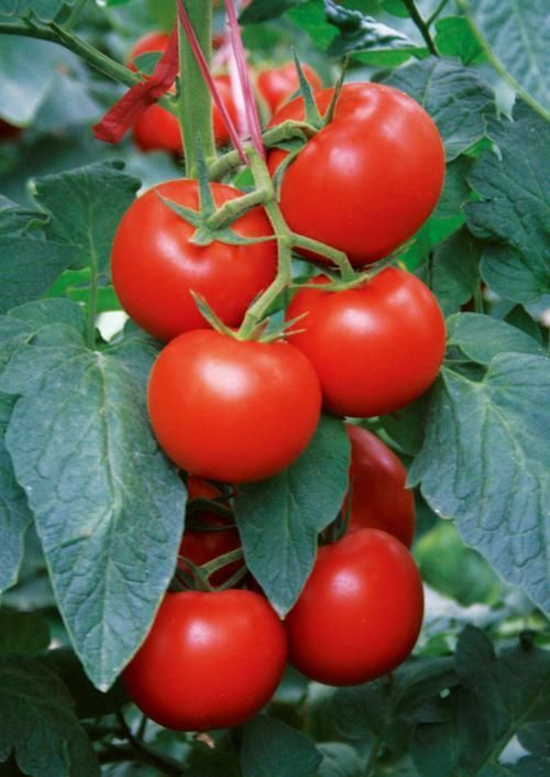 人到中年不得已，食物食物多吃点，能助睡眠，护肠胃，降血压