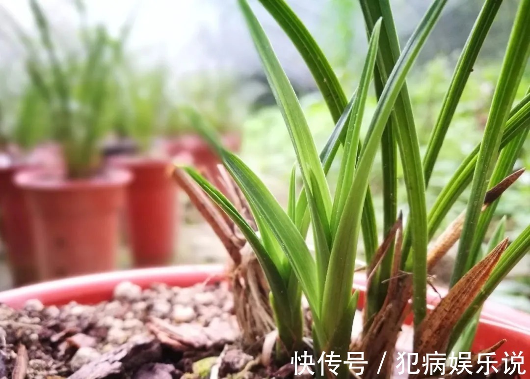 兰花|兰花僵苗怎么办?最怕这种错误判断,兰友:难怪一直不开花