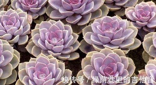 多肉|多肉叶子不着色，该怎么解决？做到这些，上色容易还格外好看