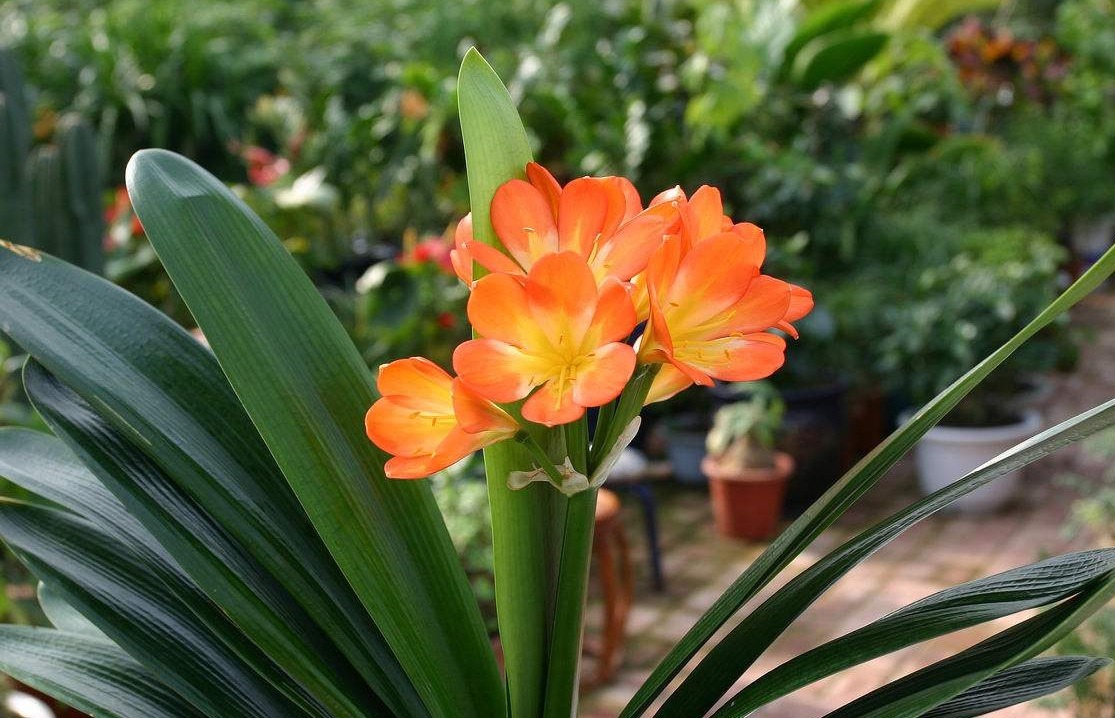 王大爷养君子兰,1年只用2种肥料,叶子翠绿开花多