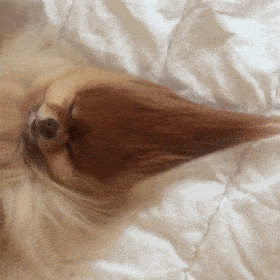 |搞笑GIF:这么长的婚纱,会不会影响交通