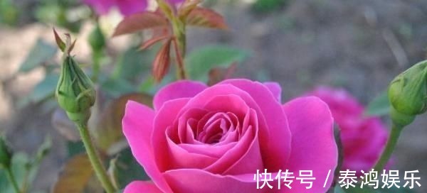 求饶@君子易处小人难防，击垮小人的4大妙计，学会一招小人跪地求饶！