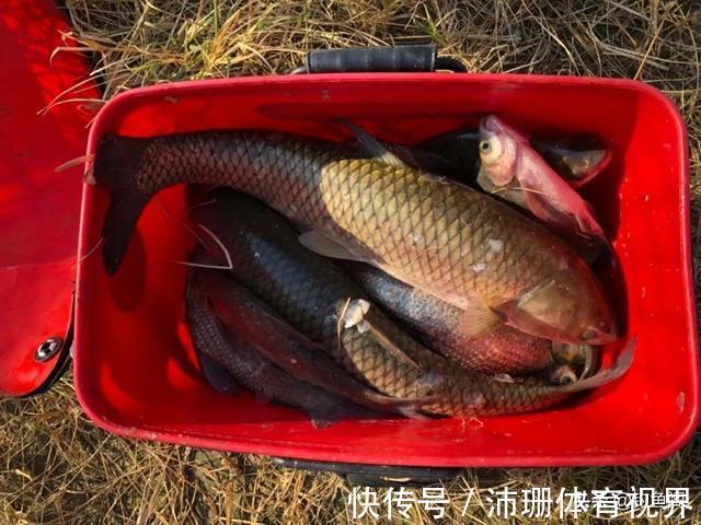 烦恼|“冰箱塞不下，邻居求别送”，鱼钓得太多原来也有烦恼