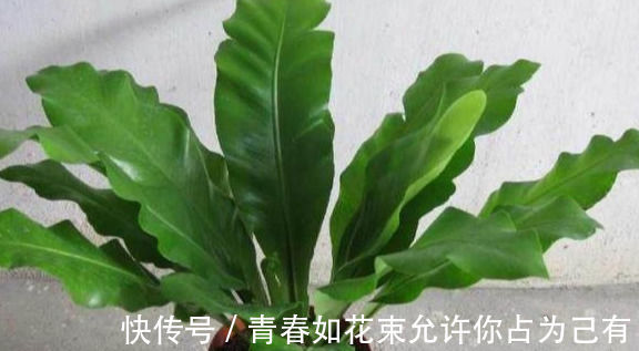 盆栽|这几种花卉盆栽号称“天然空气清道夫”,养上一盆,不失眠睡得香