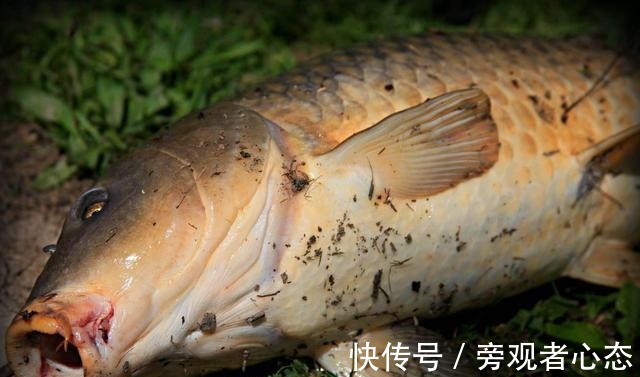 饵料|野钓鲤鱼螺鲤、九一八、蓝鲫的搭配方式,合理搭配效果更好!