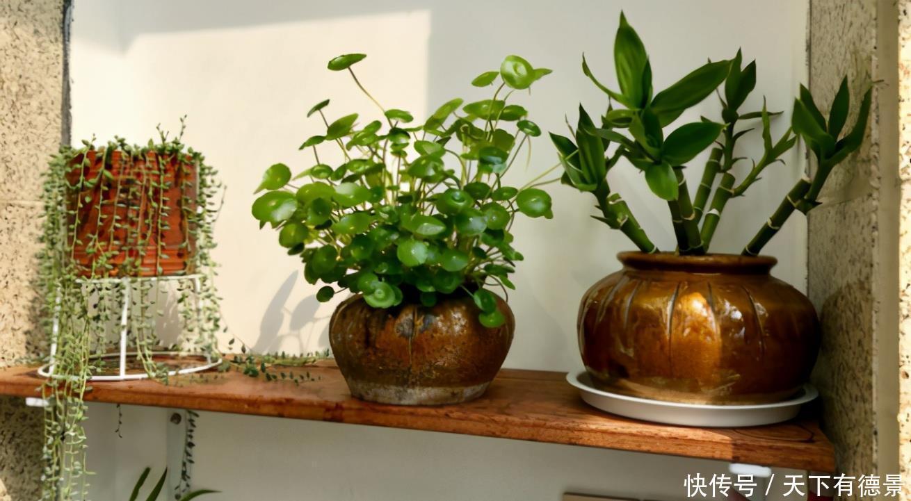 春天养花，怕害虫上门就早准备“3样”东西，有奇效！