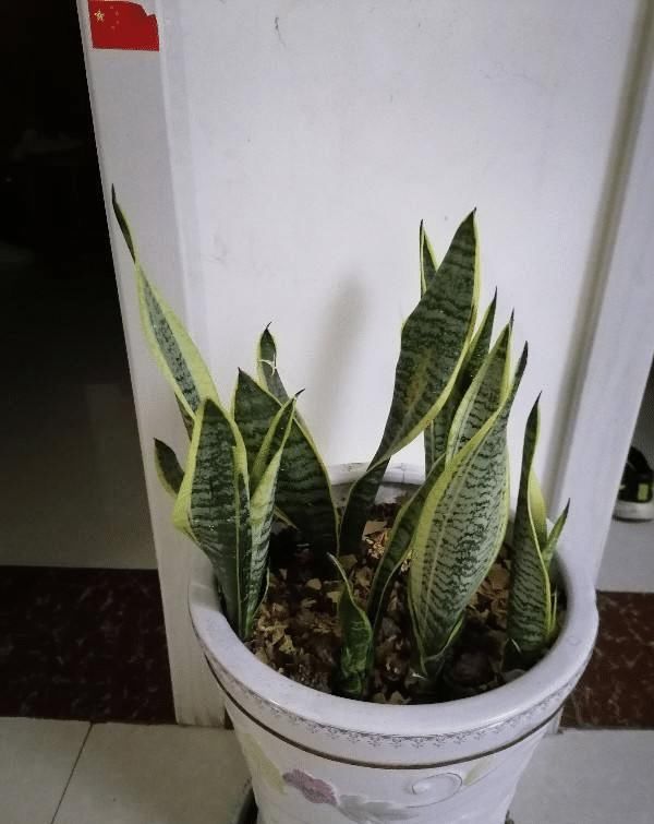 电脑旁养盆小绿植，明目护眼还能净化空气，跟着养护专家学起来吧