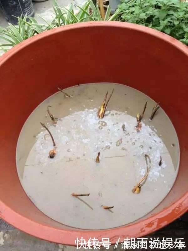 莲藕|大妈用水桶种莲藕,没想到藕多得把桶都撑破了,方法还那么简单!