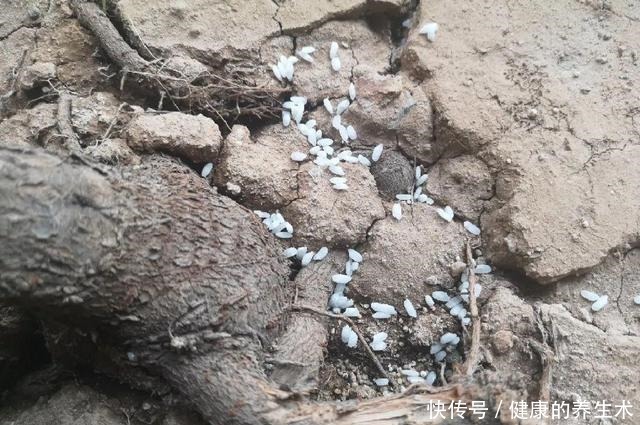 不敢用淘米水了，浇完花就死，土里都是虫！不敢用淘米水了，浇完花就死，土里都是虫！