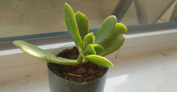 怎么将塑料瓶“一步步”打造成漂亮花盆？