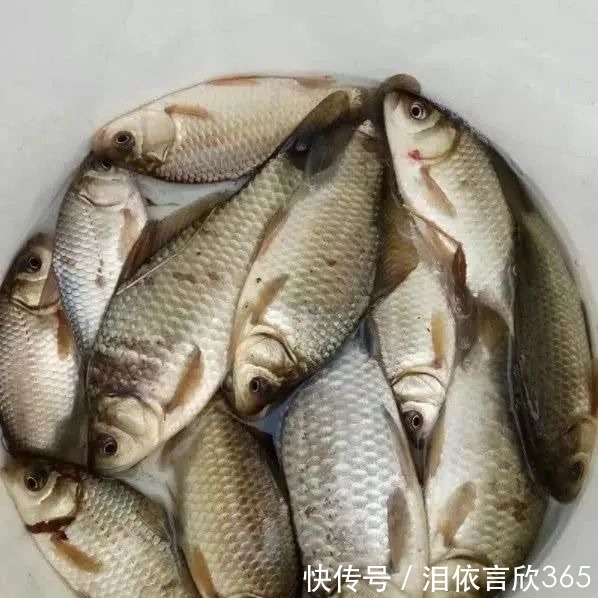 钓鲫鱼不能补窝,一补窝就停口你用错了方法,想不停口都难