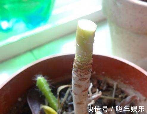 家里养的多肉要舍得“砍头”一盆变两盆多好,教你多肉繁殖小技巧