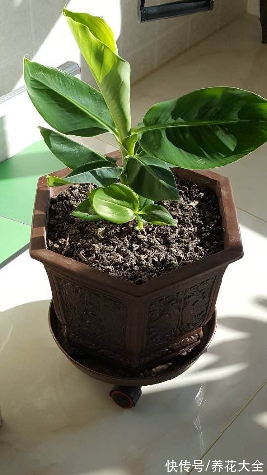 香蕉皮秒变“优质花肥”，老一辈传下来的老办法，花吃了“疯长”