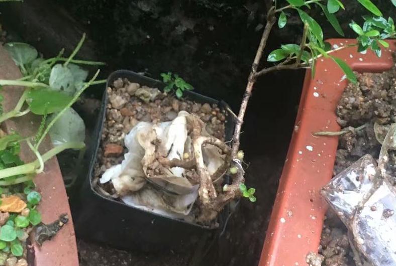 以六月雪为图例,简单为大家介绍附石小盆景的制作