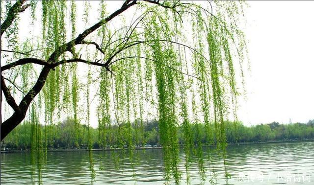 吹面不寒杨柳风|这首只有28字的小诗,意境唯美,读来犹如走进画境,诗作竟出自一位僧人之手