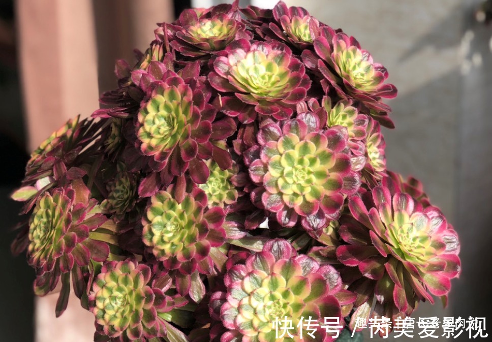 落叶|法师多肉一碰就掉叶子?两种原因和对应的处理方法,看看就学会了