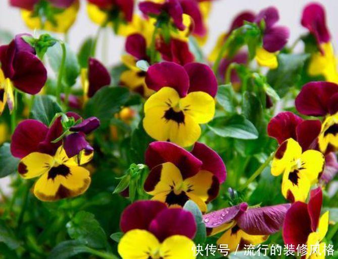 花卉|此款花卉,花艳易爆盆,开花幽香暗淡,家里养着上档次,花色鲜艳