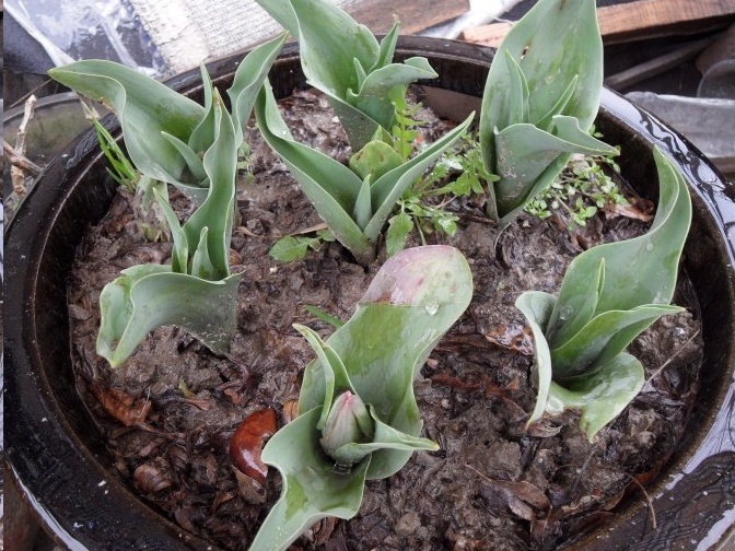 风信子|这18种超级好养的植物,养花新手也能养的很好!