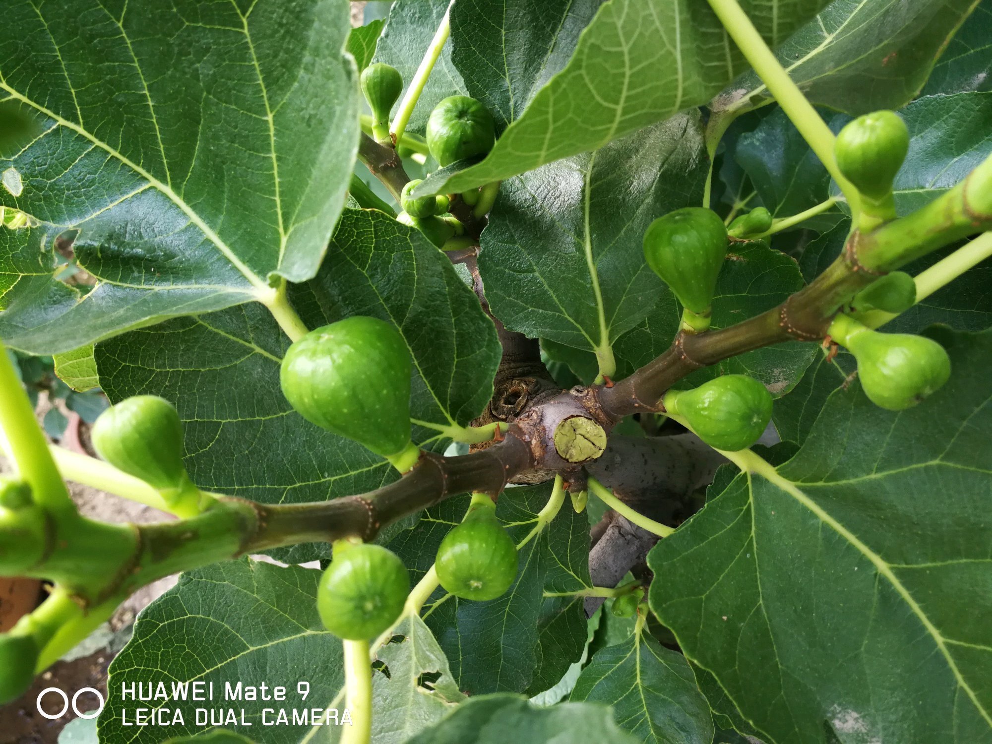 枝条|无花果水培繁殖难生根教你一招10天生根的方法,试过的都说好