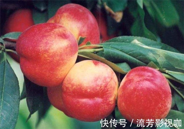 苋菜|女性进入易瘦期,多吃3种食物,减肥护肤,润肠通便,越吃越瘦