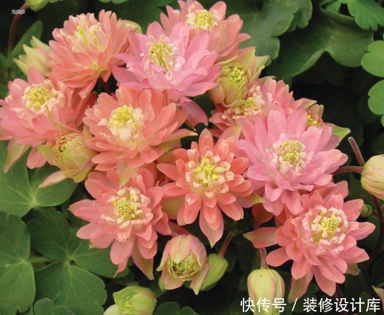 它零下40度冻不死,花苞像“小鸟”,好养花色多,越大开花越多!