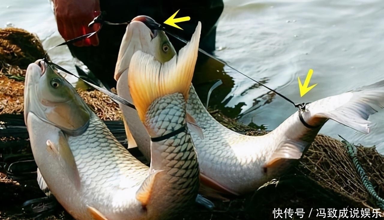 水中|神奇的古老弓鱼术，鱼离开水2天，照样鲜活