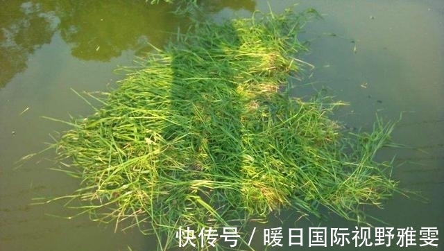 芦苇荡|夏天野钓草鱼的三个技巧,钓位最重要,饵料就在岸边