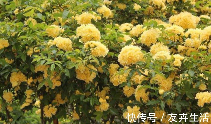 3种花是懒人的最爱,花朵大花期长,比牡丹还美,年年开花美翻