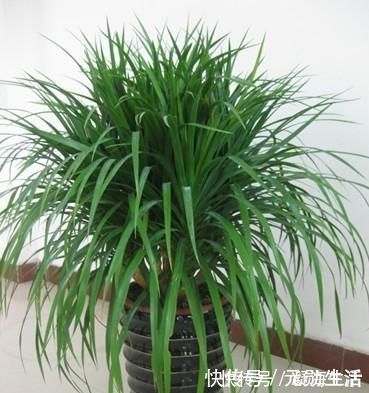 孔雀竹芋|家里不够向阳,想养花怕养不好,那这几种花值得入手