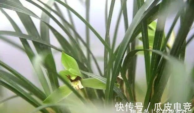 兰花香味不浓,香味不纯?用一个免费技巧,开花时邻居都能闻得到