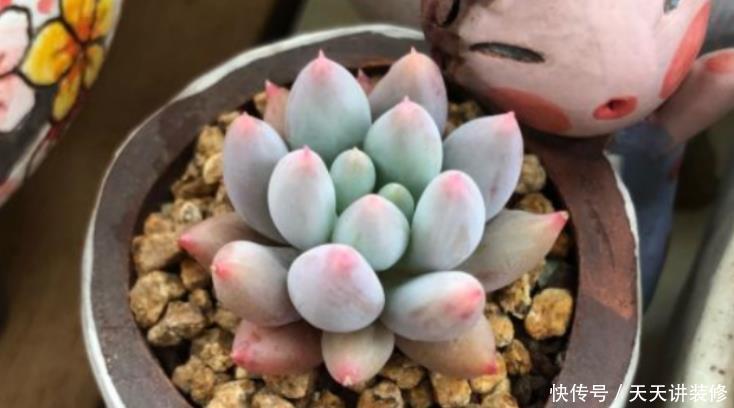 花盆|夏养多肉做好3点,黑腐化水问题不上门