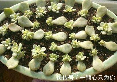 怎么提高多肉叶插成活率,这五点你要多加注意