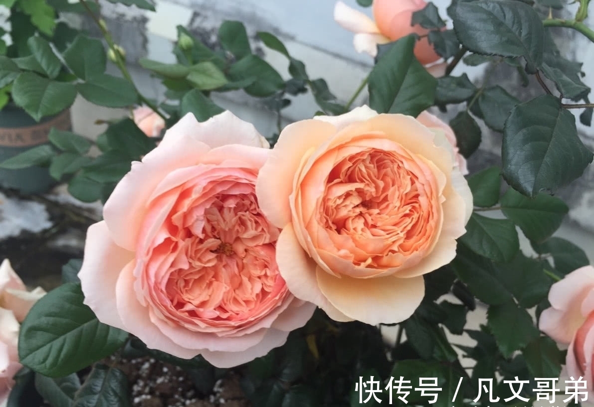 赛牡丹|绿萝早该扔了，此花一开300天，浇水就能活！