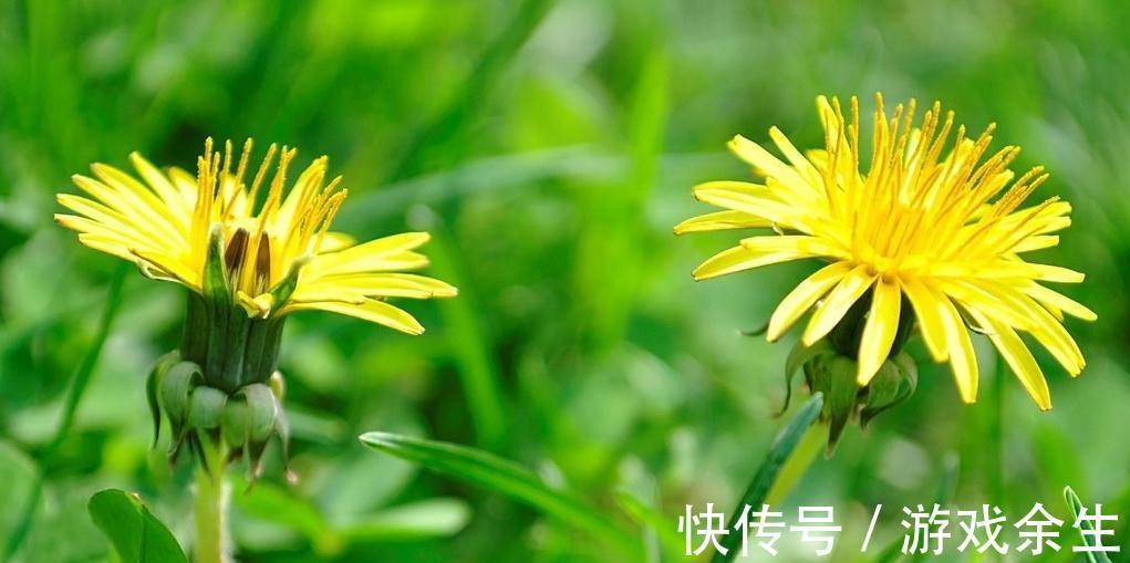 泡水|蒲公英该怎样泡水喝才是最好的,除了泡水,怎样吃才健康