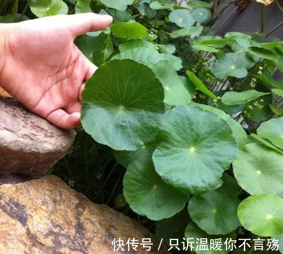 养花技巧铜钱草养在这，7天就爆盆，叶子长成巴掌大！