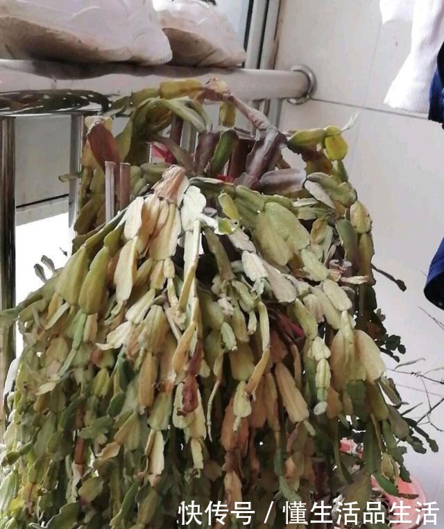 蟹爪兰“软趴趴”像霜打了一样,因为犯了1个大错,赶紧改来得及!