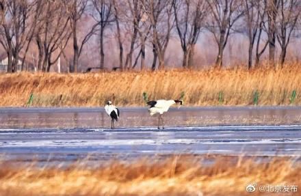 延庆|丹顶鹤首次飞临北京延庆野鸭湖