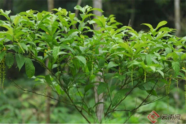 麻栗坡有个植物资源“宝库”