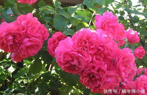 王妃|4种耐热耐晒的经典月季,可藤可灌,多季节有花赏,值得拥有