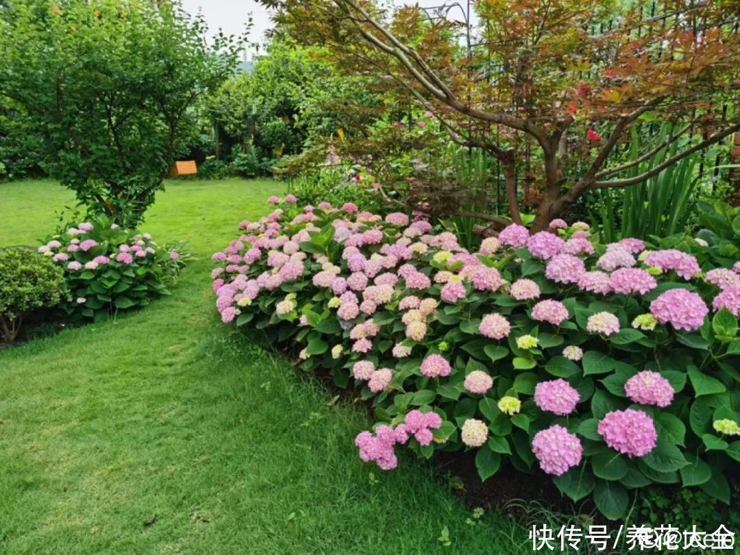 3种花“大花墙”，大门口随便种，年年都开爆