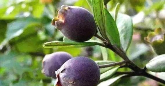 身体健康|聪明人爱吃以下食物，排毒养颜，美白护肤，有益身体健康