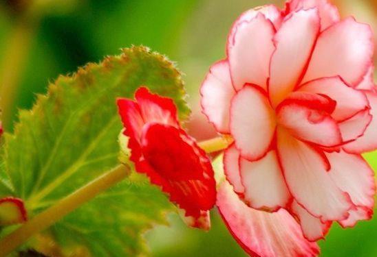 长势|8月13日-8月22日，庭院选这几款花，开花艳长势旺，开的灿烂