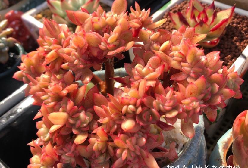 小巧|别人养的多肉小巧可爱,你养的多肉却是傻大个,主要原因在这里