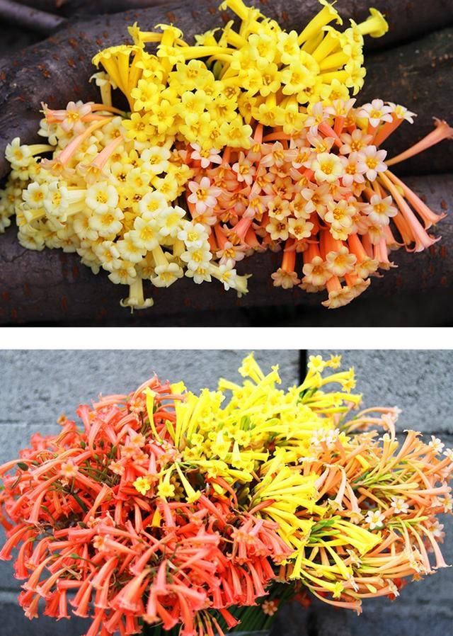 种下半个月就开花，花量大还有香味，一个球长开出一大片花