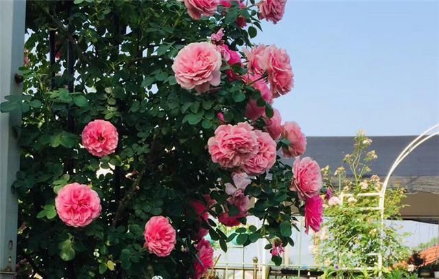 煤渣|养花不烂根,捡来小东西垫在盆底,叶绿根壮猛开花